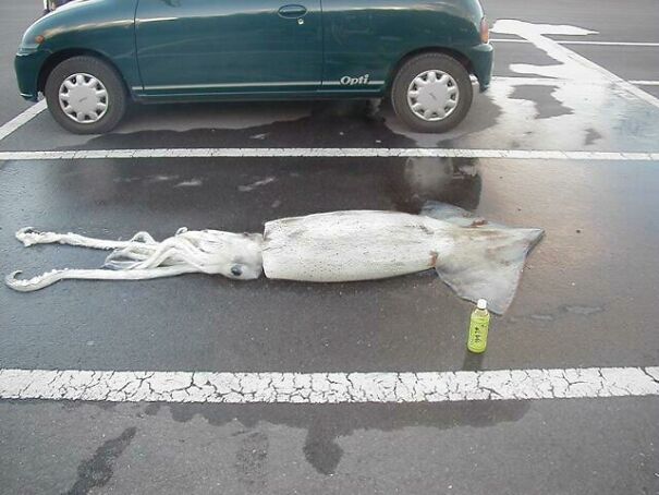 squid-in-parking-lot-61d5361c6f45c-jpeg.jpg