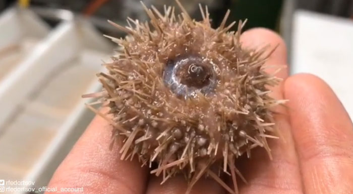 "Sea Urchin"