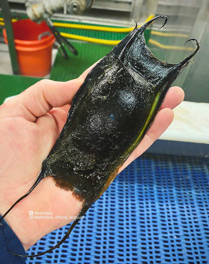 An Egg Case Or Egg Capsule, Colloquially Known As A Mermaid's Purse Or Devil's Purse, Is A Casing That Surrounds The Fertilized Eggs Of Some Sharks, Skates And Chimaeras