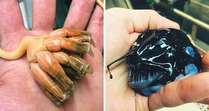 Este pescador ruso comparte las terroríficas criaturas del fondo del mar que encuentra, y queremos que pare (30 fotos nuevas)