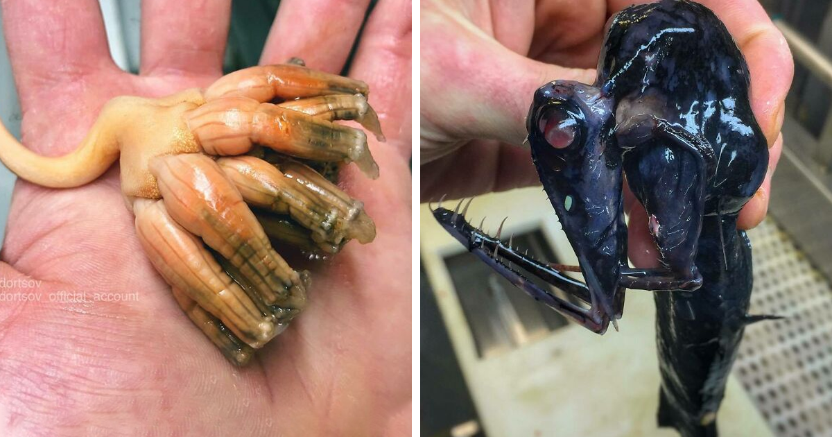 Russian Fisherman Posts Terrifying Creatures Of The Deep Sea (90 New Pics)