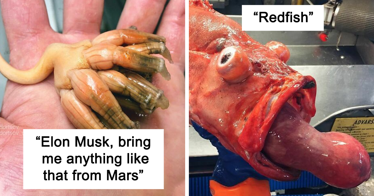 Russian Fisherman Posts Terrifying Creatures Of The Deep Sea That