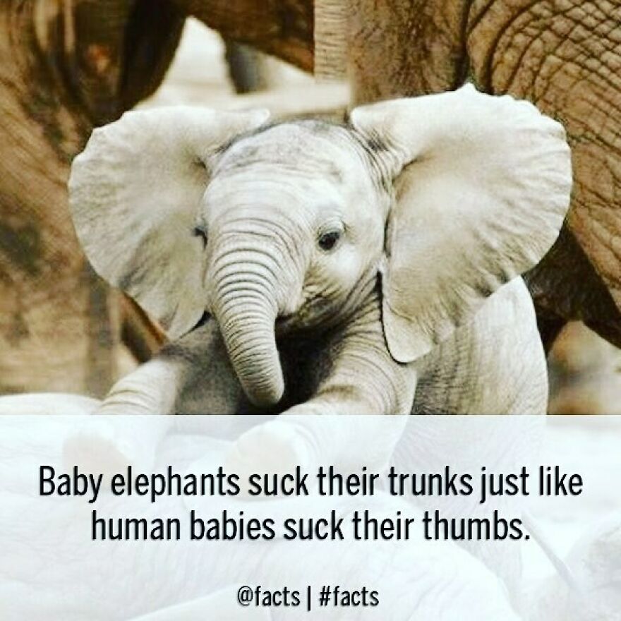 #facts #elephants #baby #trunk #cute #animal
