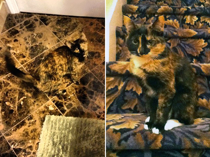 30 Cats Who Are The True Masters Of 'Hide And Seek' As Shared On This Twitter Page