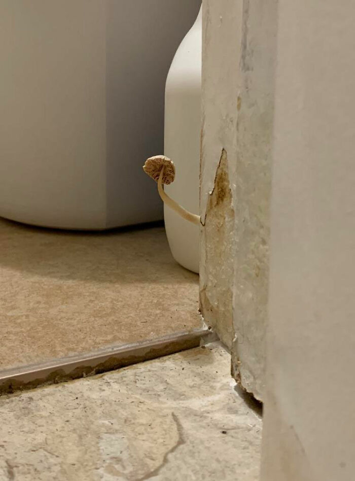 En mi Airbnb hay un hongo que crece en la puerta del baño
