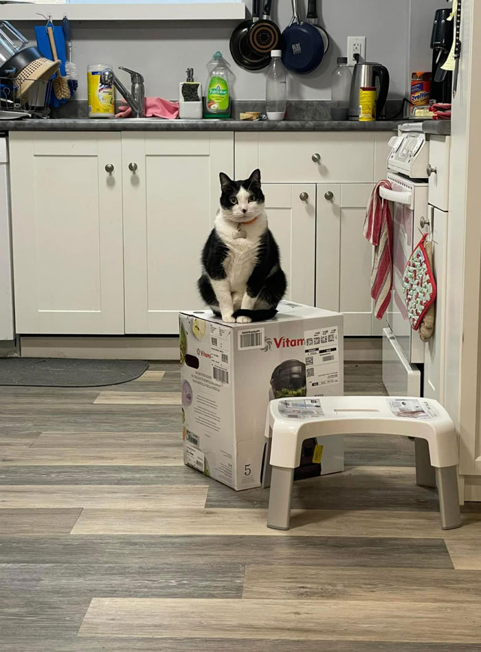 After 2.5-Week ‘War’ With 3 Cats, Woman Contacts Vitamix Asking For Empty Boxes To Replace The One Her Cats Took Over With New Blender Inside After 2.5-Week ‘War’ With 3 Cats, Woman Contacts Vitamix Asking For Empty Boxes To Replace The One Her Cats Took Over With New Blender Inside