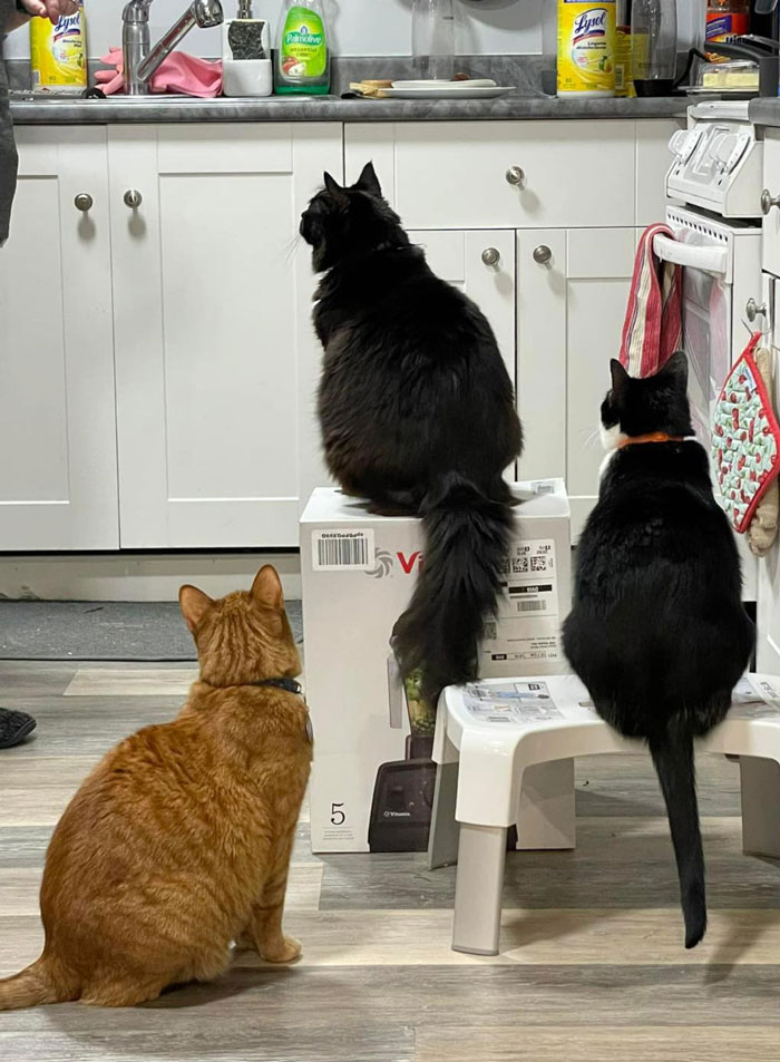 After 2.5-Week ‘War’ With 3 Cats, Woman Contacts Vitamix Asking For Empty Boxes To Replace The One Her Cats Took Over With New Blender Inside After 2.5-Week ‘War’ With 3 Cats, Woman Contacts Vitamix Asking For Empty Boxes To Replace The One Her Cats Took Over With New Blender Inside