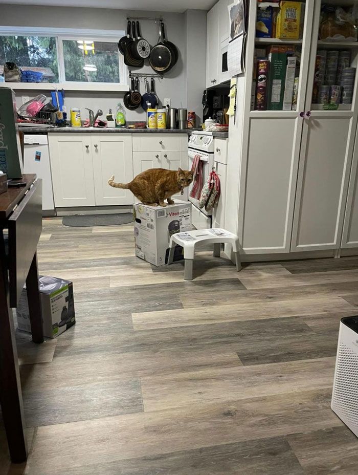 After 2.5-Week ‘War’ With 3 Cats, Woman Contacts Vitamix Asking For Empty Boxes To Replace The One Her Cats Took Over With New Blender Inside After 2.5-Week ‘War’ With 3 Cats, Woman Contacts Vitamix Asking For Empty Boxes To Replace The One Her Cats Took Over With New Blender Inside