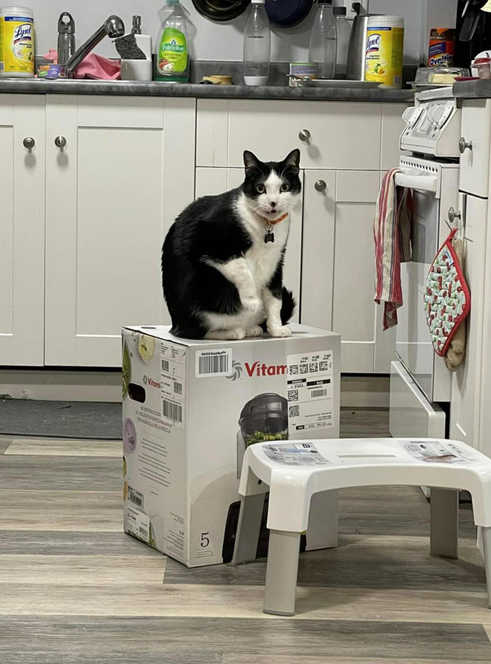 After 2.5-Week ‘War’ With 3 Cats, Woman Contacts Vitamix Asking For Empty Boxes To Replace The One Her Cats Took Over With New Blender Inside After 2.5-Week ‘War’ With 3 Cats, Woman Contacts Vitamix Asking For Empty Boxes To Replace The One Her Cats Took Over With New Blender Inside