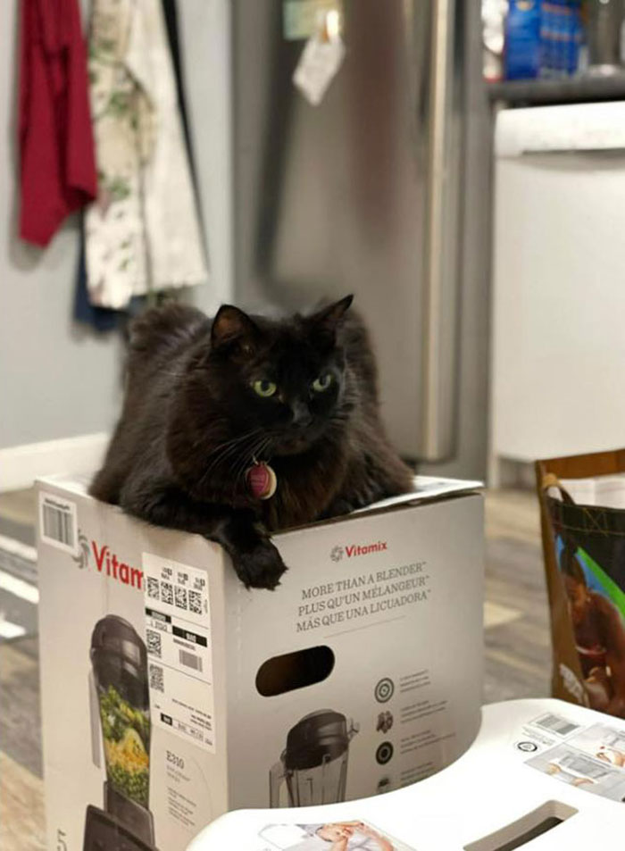 After 2.5-Week ‘War’ With 3 Cats, Woman Contacts Vitamix Asking For Empty Boxes To Replace The One Her Cats Took Over With New Blender Inside