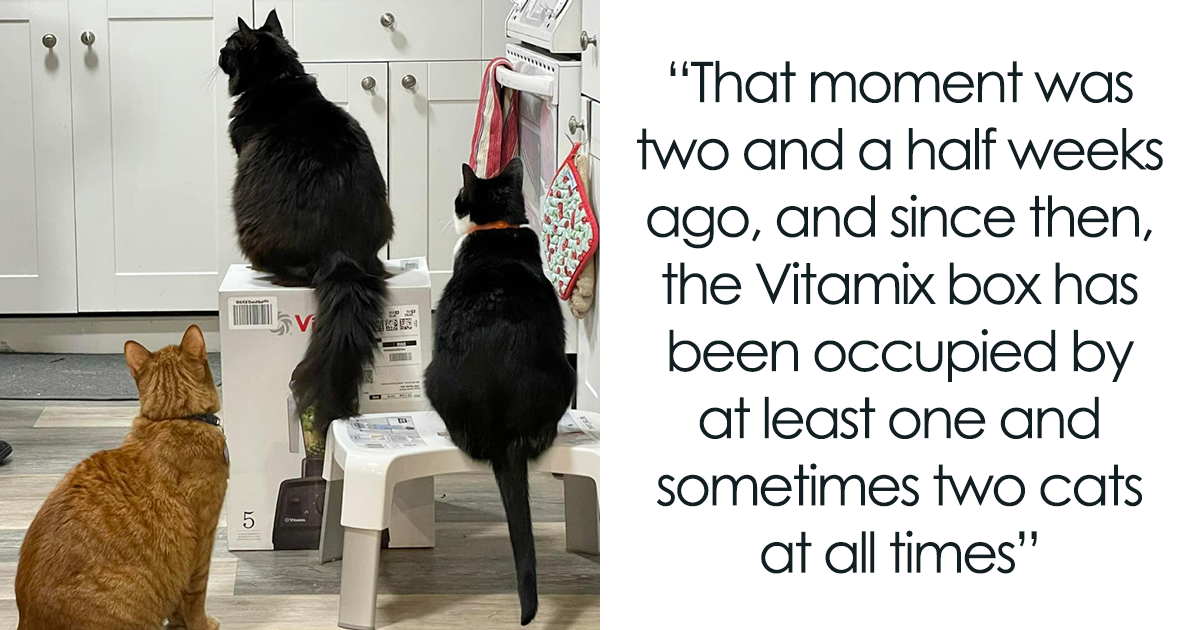 Couple Asks Blender Manufacturer Vitamix For Empty Boxes After Cats Take New Blender And Box ‘Hostage’
