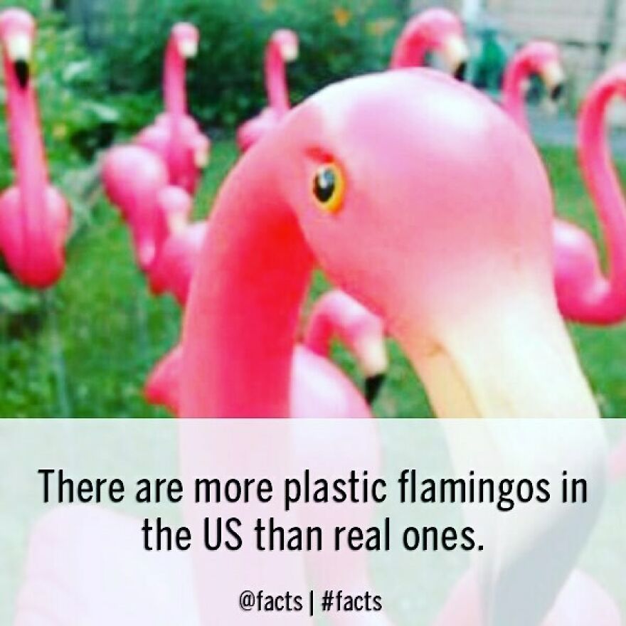 #facts #flamingos #animal #plastic #funny #us