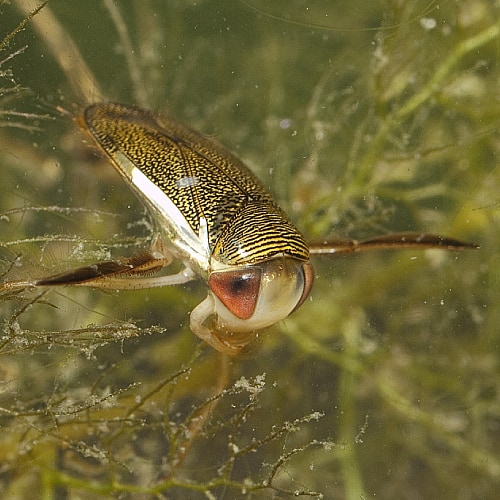 water-boatman-61e79dcc45cb2.jpg