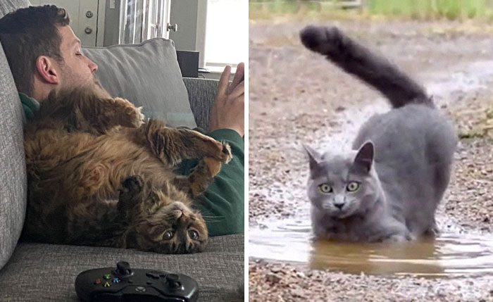 50 Times Cats Hilariously Malfunctioned, Making Owners Ask “What’s Wrong With My Cat?” (New Pics)