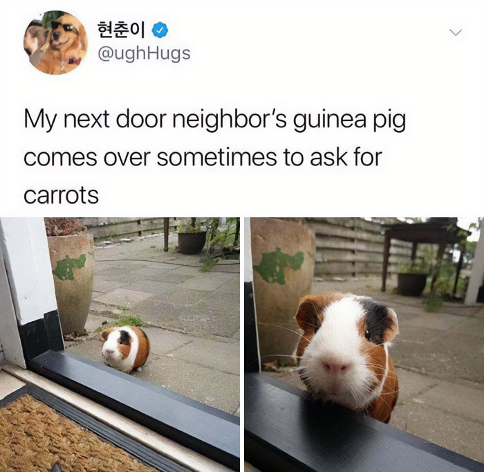 Blessed Guinea Pig