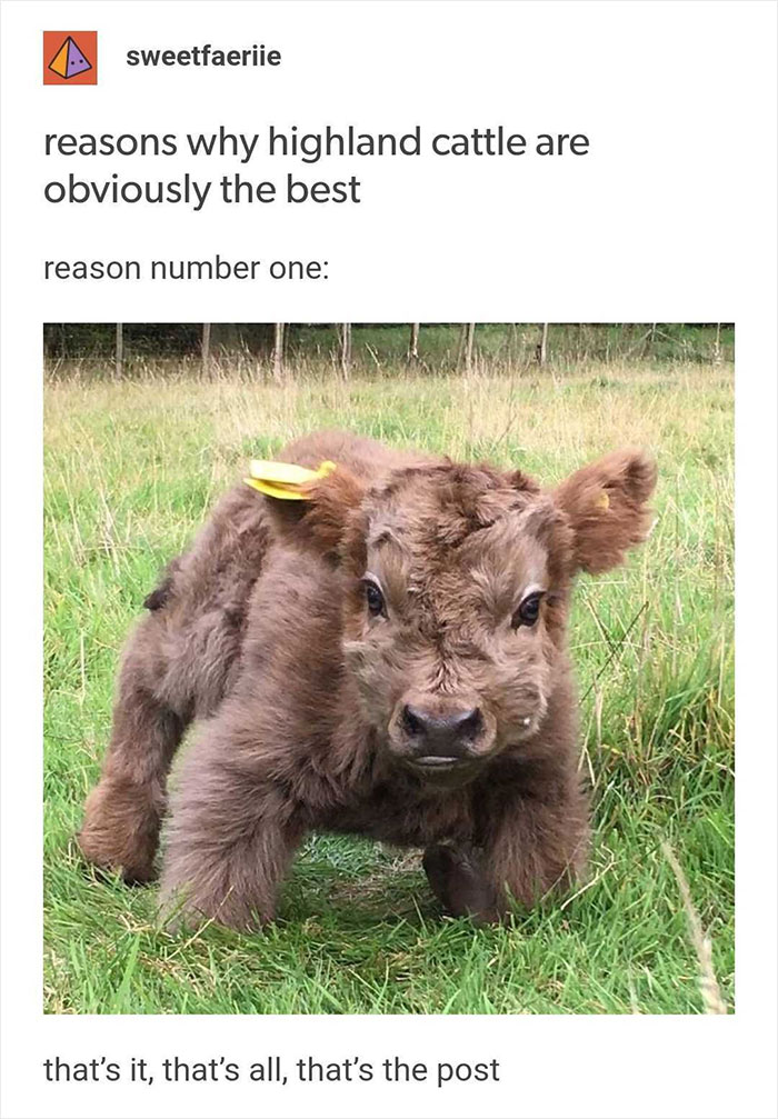 Blessed_moo