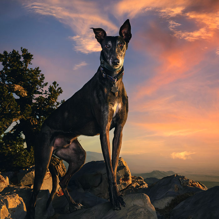 I Take Photos Of Galgos To Bring Attention To Their Terrible Living Conditions (34 Pics)