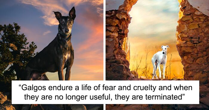 I Take Photos Of Galgos To Bring Attention To Their Terrible Living Conditions (34 Pics)