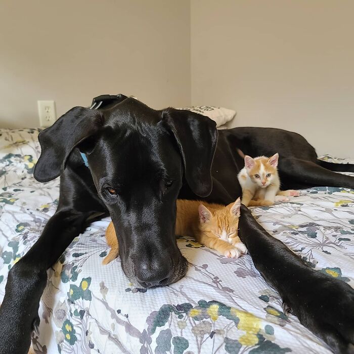 "Because Of Corbin's Size, Some People Find Him Scary": 150-Lb Great Dane Breaks Misconceptions By Being The Best Foster Dad To Kittens "Because Of Corbin's Size, Some People Find Him Scary": 150-Lb Great Dane Breaks Misconceptions By Being The Best Foster Dad To Kittens