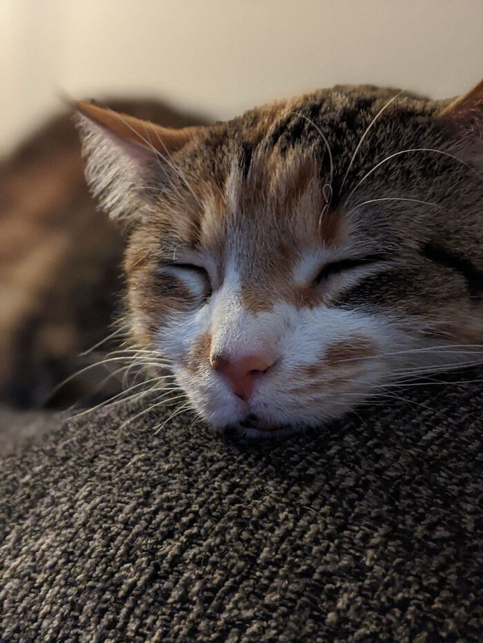 Queen Mibby, Gently Snoozing