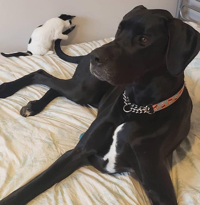 "Because Of Corbin's Size, Some People Find Him Scary": 150-Lb Great Dane Breaks Misconceptions By Being The Best Foster Dad To Kittens