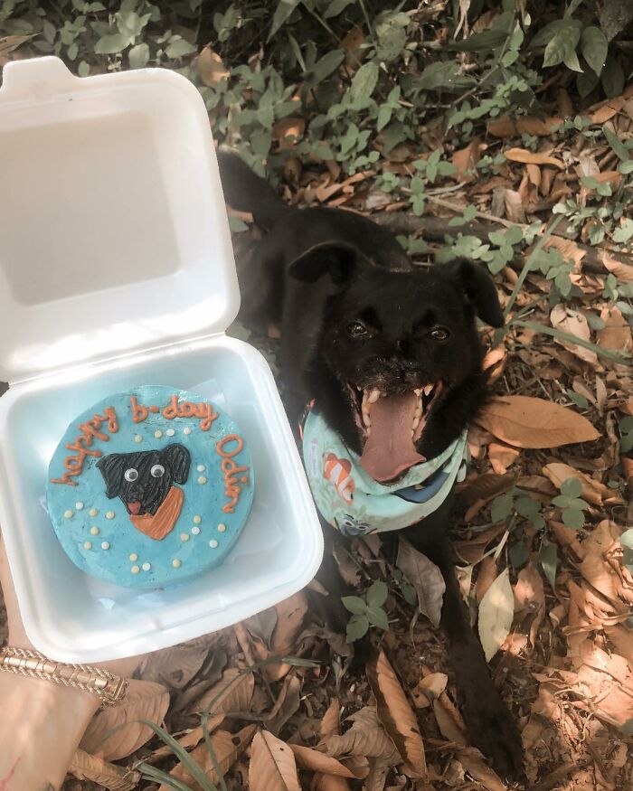 Meet Odin, The Dog Who Lost Part Of His Snout In An Accident And Still Found Kindness In His Owner Who Adopted Him After He Spent 3 Years In A Shelter Meet Odin, The Dog Who Lost Part Of His Snout In An Accident And Still Found Kindness In His Owner Who Adopted Him After He Spent 3 Years In A Shelter