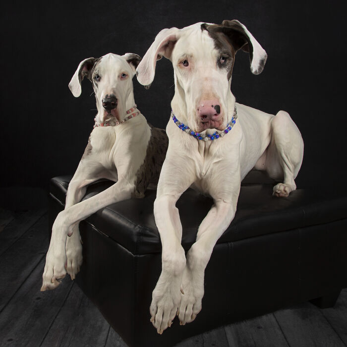Faith And Echo - Great Danes
