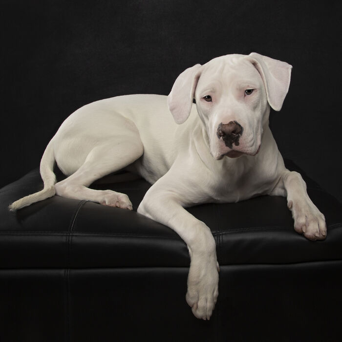 10 Heartwarming Pictures Of Adorable Deaf Dogs That Stole My Heart ...