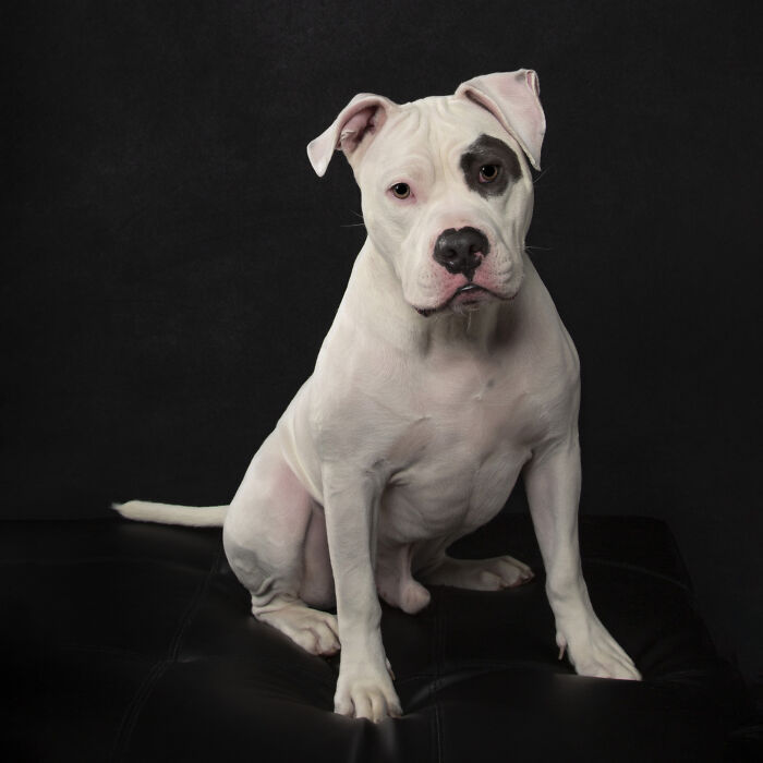 10 Heartwarming Pictures Of Adorable Deaf Dogs That Stole My Heart ...
