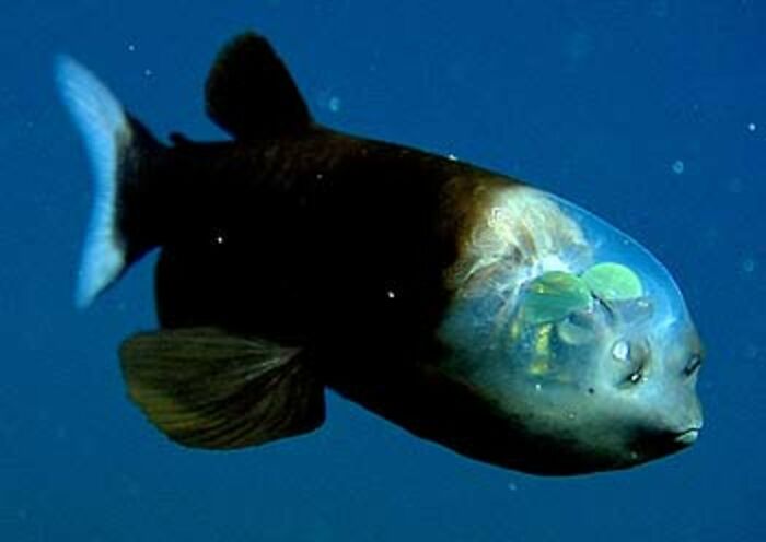 Pic And Info From Nbc News- The Barreleye (Macropinna Microstoma) Has Extremely Light-Sensitive Eyes That Can Rotate Within A Transparent, Fluid-Filled Shield On Its Head. The Fish's Tubular Eyes Are Capped By Bright Green Lenses. The Eyes Point Upward (As Shown Here) When The Fish Is Looking For Food Overhead.