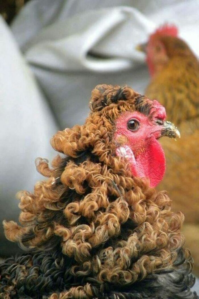 Care For A Perm, Anyone?