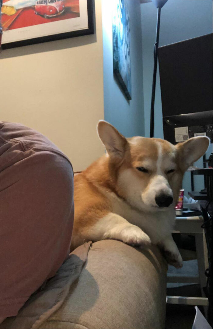 Ned desaprueba que los humanos se sienten en su sofá