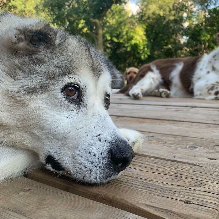 Man Adopts Abandoned Senior Husky And Sheds Light On Important Issues