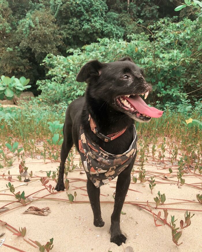 Meet Odin, The Dog Who Lost Part Of His Snout In An Accident And Still Found Kindness In His Owner Who Adopted Him After He Spent 3 Years In A Shelter Meet Odin, The Dog Who Lost Part Of His Snout In An Accident And Still Found Kindness In His Owner Who Adopted Him After He Spent 3 Years In A Shelter