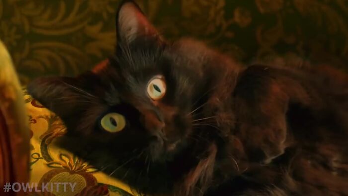 This Guy Improved "Titanic" By Editing His Cat Into It And The Result Is Hilarious This Guy Improved "Titanic" By Editing His Cat Into It And The Result Is Hilarious