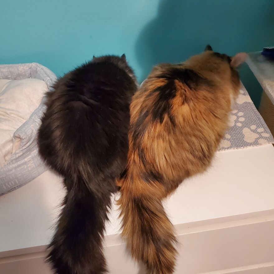 10 Pictures Of My Cats: