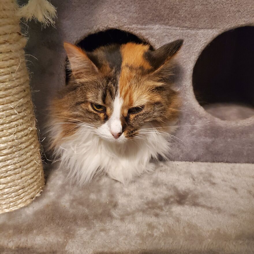 10 Pictures Of My Cats: