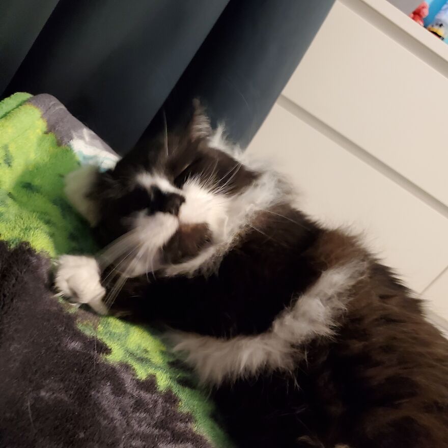 10 Pictures Of My Cats: