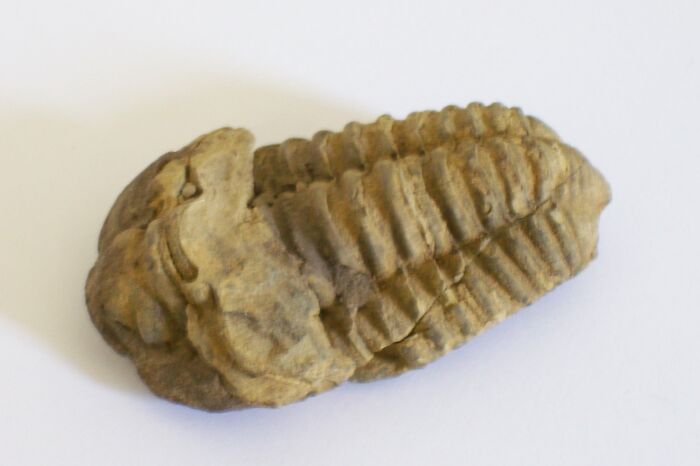 Trilobite I Found, South Africa. Approximately 250m Years Old