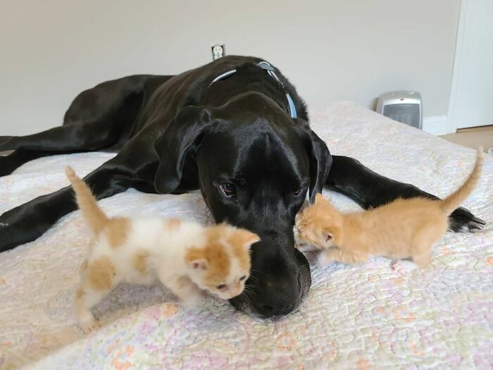 "Because Of Corbin's Size, Some People Find Him Scary": 150-Lb Great Dane Breaks Misconceptions By Being The Best Foster Dad To Kittens "Because Of Corbin's Size, Some People Find Him Scary": 150-Lb Great Dane Breaks Misconceptions By Being The Best Foster Dad To Kittens