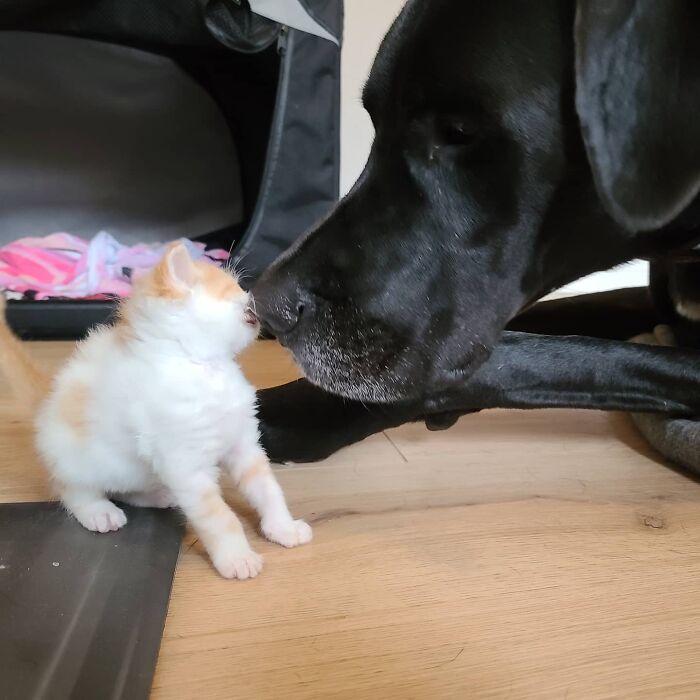 "Because Of Corbin's Size, Some People Find Him Scary": 150-Lb Great Dane Breaks Misconceptions By Being The Best Foster Dad To Kittens "Because Of Corbin's Size, Some People Find Him Scary": 150-Lb Great Dane Breaks Misconceptions By Being The Best Foster Dad To Kittens