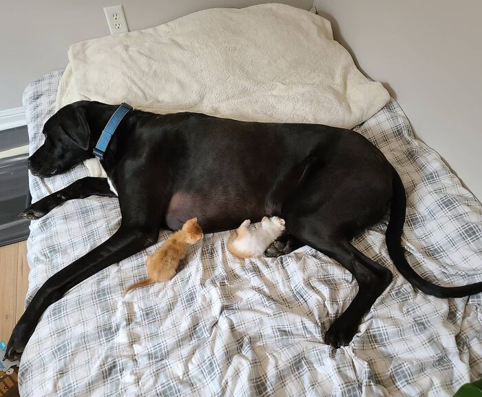 "Because Of Corbin's Size, Some People Find Him Scary": 150-Lb Great Dane Breaks Misconceptions By Being The Best Foster Dad To Kittens "Because Of Corbin's Size, Some People Find Him Scary": 150-Lb Great Dane Breaks Misconceptions By Being The Best Foster Dad To Kittens
