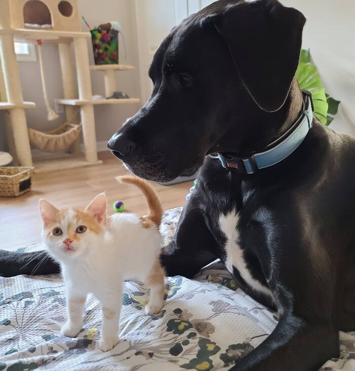 "Because Of Corbin's Size, Some People Find Him Scary": 150-Lb Great Dane Breaks Misconceptions By Being The Best Foster Dad To Kittens "Because Of Corbin's Size, Some People Find Him Scary": 150-Lb Great Dane Breaks Misconceptions By Being The Best Foster Dad To Kittens