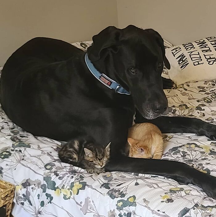 "Because Of Corbin's Size, Some People Find Him Scary": 150-Lb Great Dane Breaks Misconceptions By Being The Best Foster Dad To Kittens "Because Of Corbin's Size, Some People Find Him Scary": 150-Lb Great Dane Breaks Misconceptions By Being The Best Foster Dad To Kittens