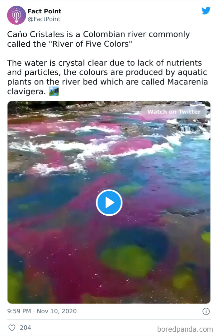 Colorful Caño Cristales river in Colombia with vivid aquatic plants, one of the interesting facts about practically everything shared by Fact Point.