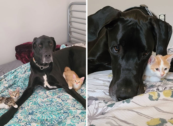 “Because Of Corbin’s Size, Some People Find Him Scary”: 150-Lb Great Dane Breaks Misconceptions By Being The Best Foster Dad To Kittens