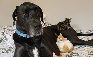 This Enormous Great Dane Acts Like A Purrfect Mama Cat
