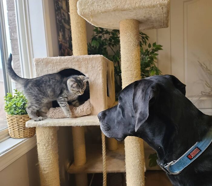 "Because Of Corbin's Size, Some People Find Him Scary": 150-Lb Great Dane Breaks Misconceptions By Being The Best Foster Dad To Kittens "Because Of Corbin's Size, Some People Find Him Scary": 150-Lb Great Dane Breaks Misconceptions By Being The Best Foster Dad To Kittens