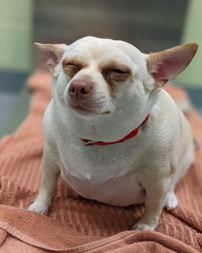 This Chihuahua Was Left In A Shelter To Be Euthanized Because Of Her Weight This Chihuahua Was Left In A Shelter To Be Euthanized Because Of Her Weight