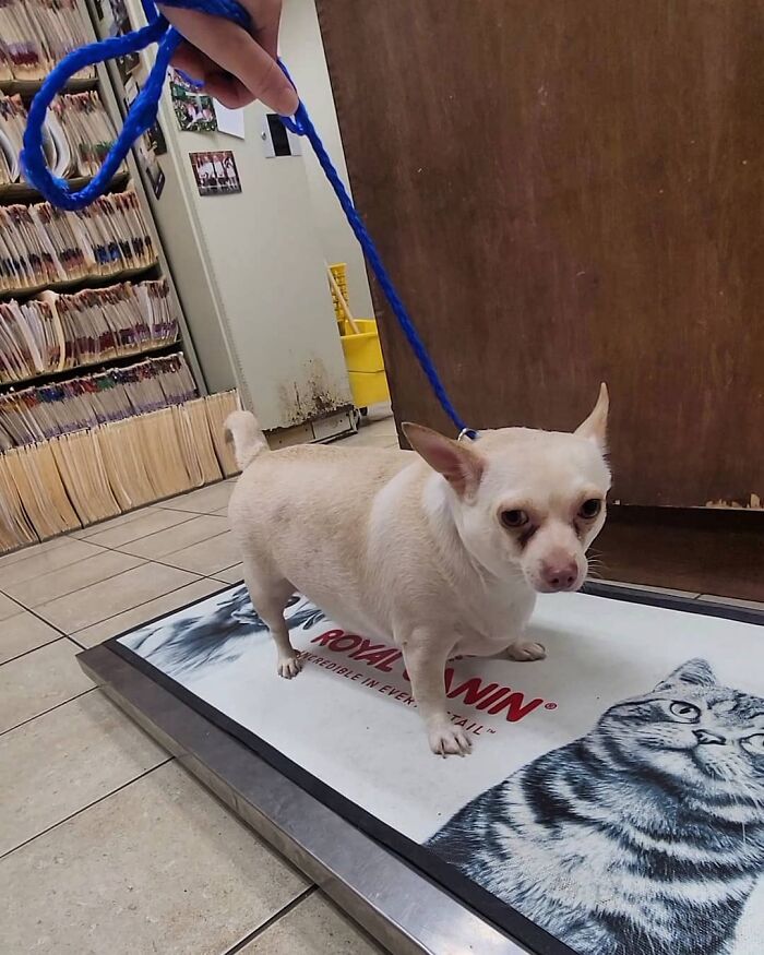 This Chihuahua Was Left In A Shelter To Be Euthanized Because Of Her Weight This Chihuahua Was Left In A Shelter To Be Euthanized Because Of Her Weight